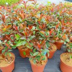 Červienka Fraserova (Photinia × fraseri) ‘MAGICAL VOLCANO’® - výška 20-30, kont. C2L
